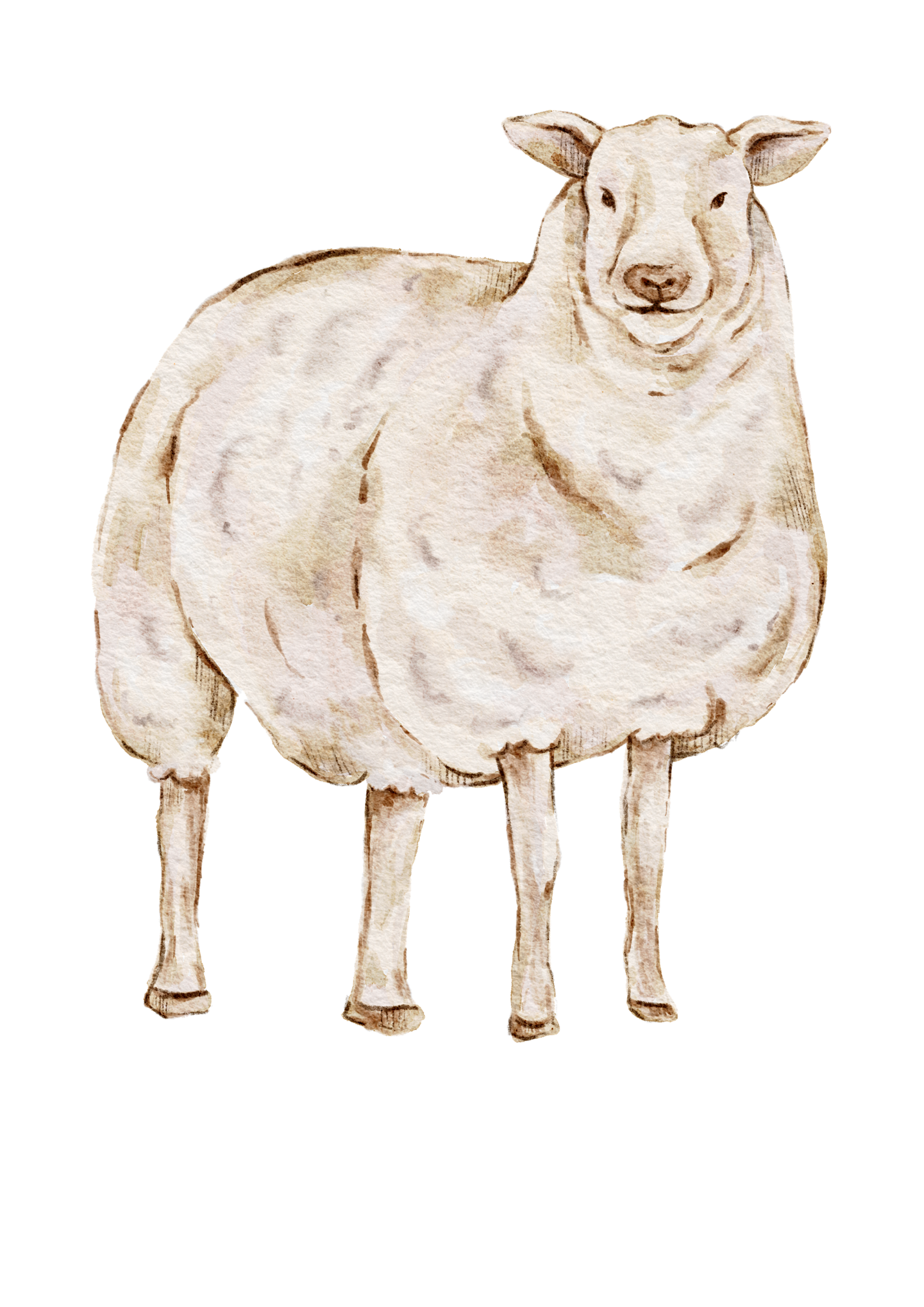 Schaap